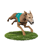 博鑫娛樂城白金賽狗 博鑫娛樂城白金賽狗